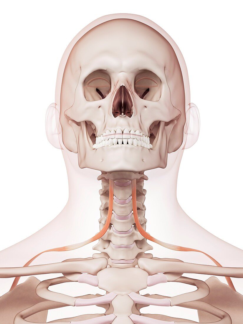 Human neck muscles