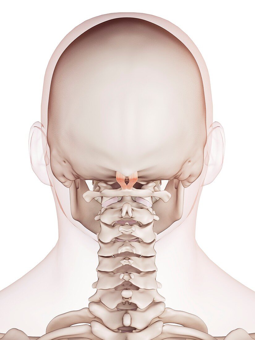 Human head muscles