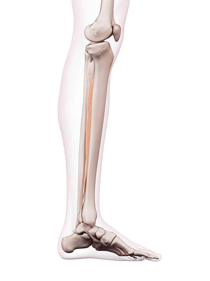 Human leg muscles