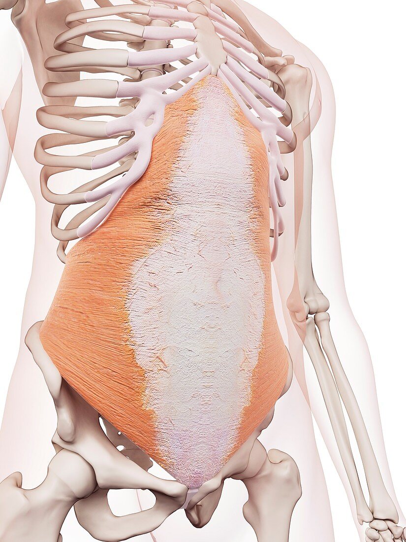 Human abdominal muscles