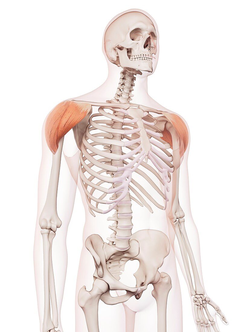 Human shoulder muscles