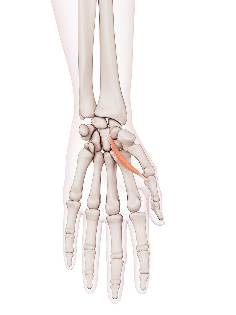 Human hand muscles