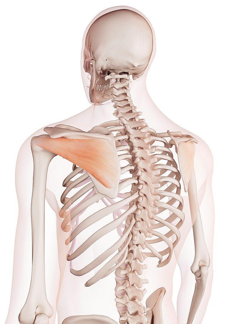 Human shoulder muscle