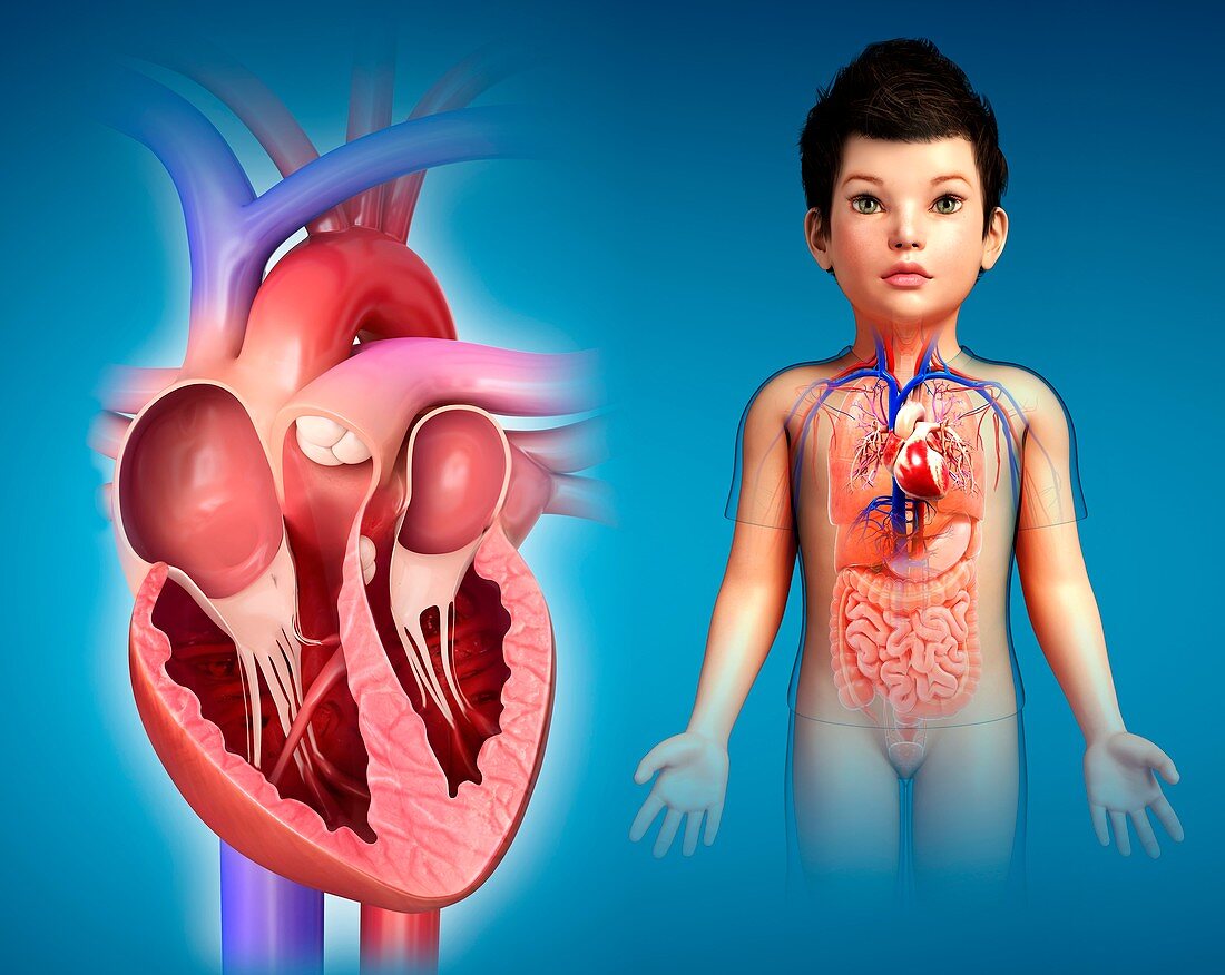 Child's heart,illustration