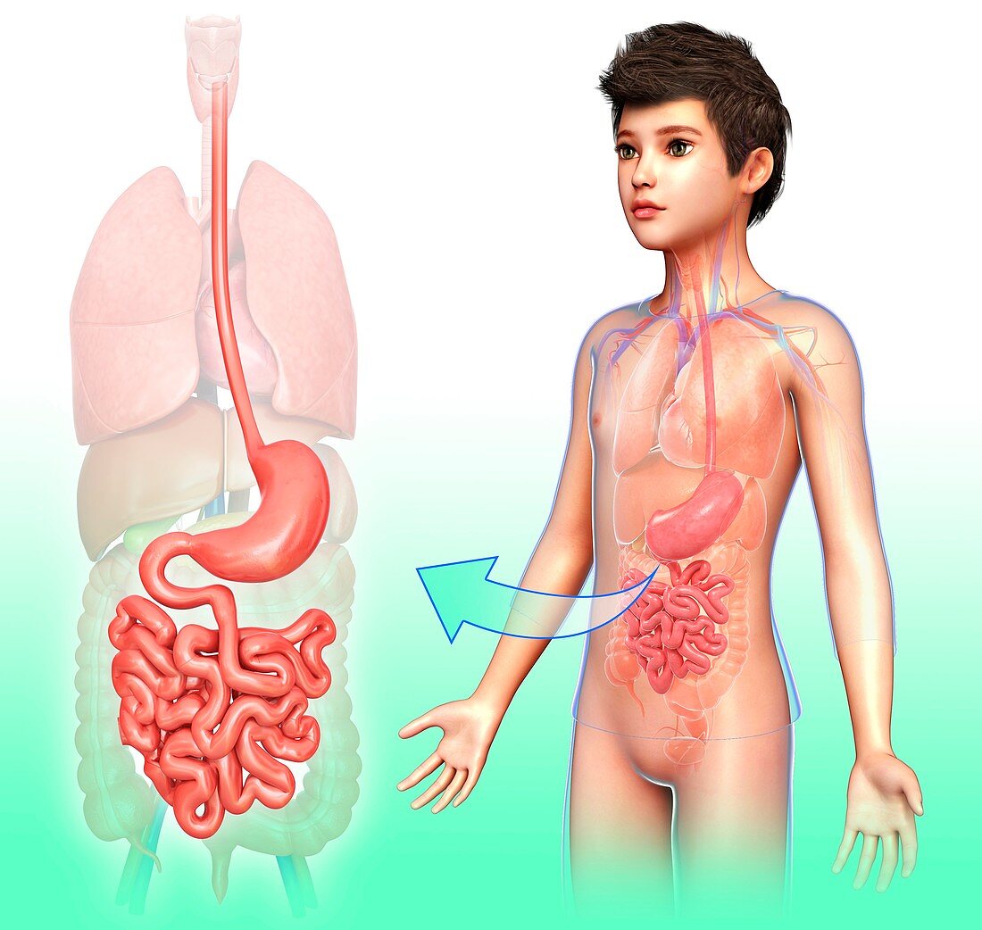 Child's digestive system,illustration