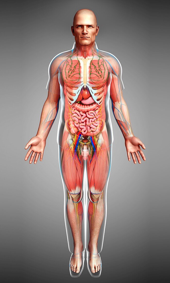 Male anatomy,illustration