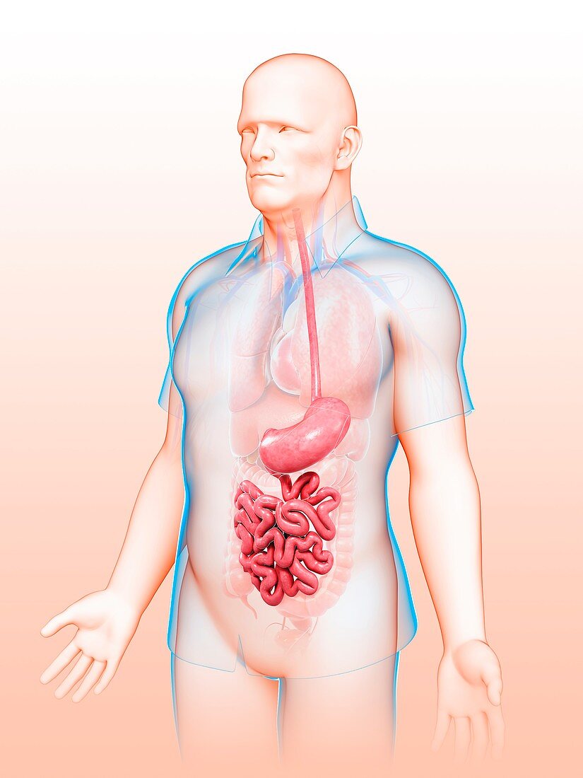 Male digestive system,illustration