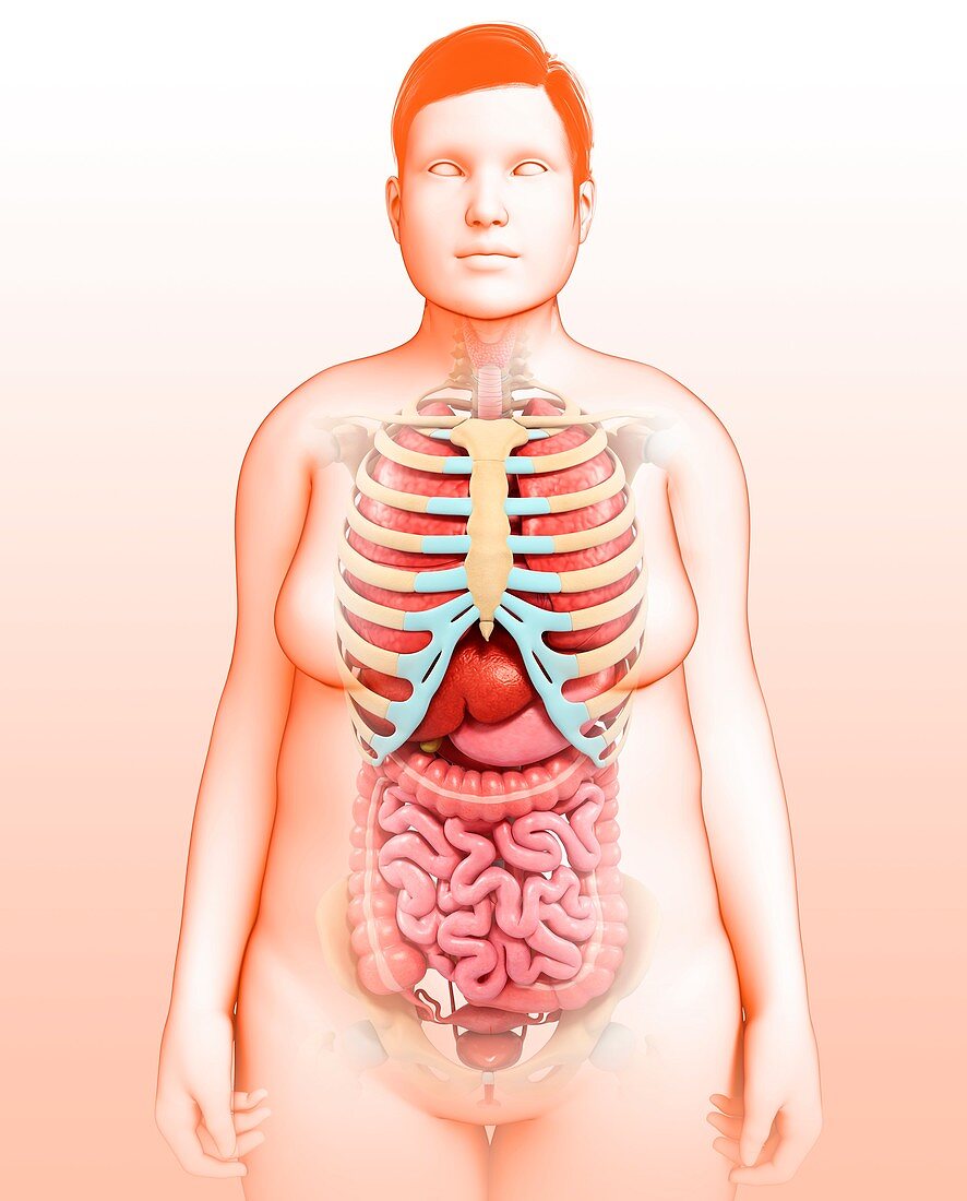 Female torso organs,illustration