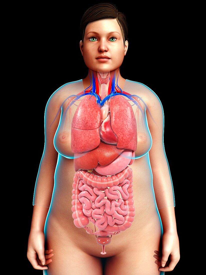 Female torso organs,illustration