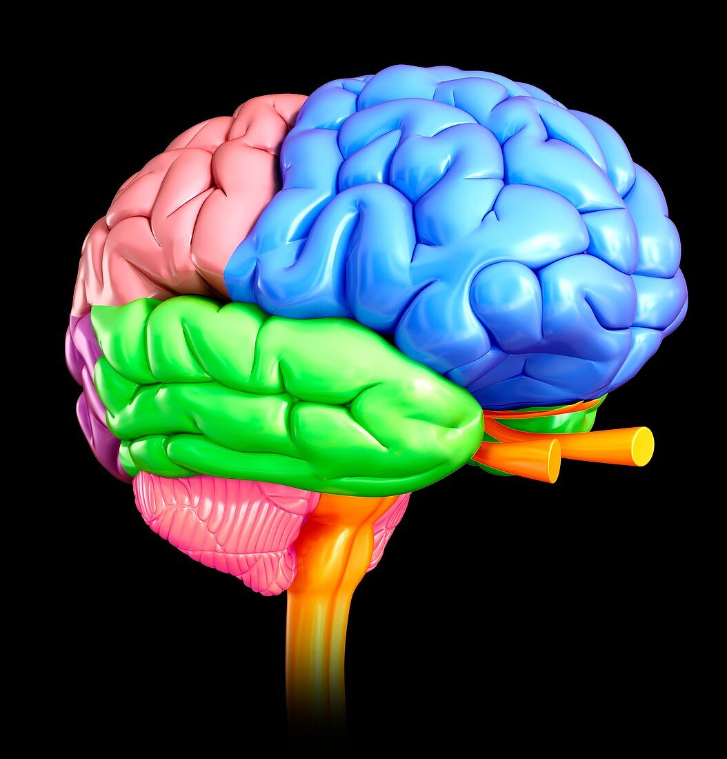 Human brain anatomy,illustration