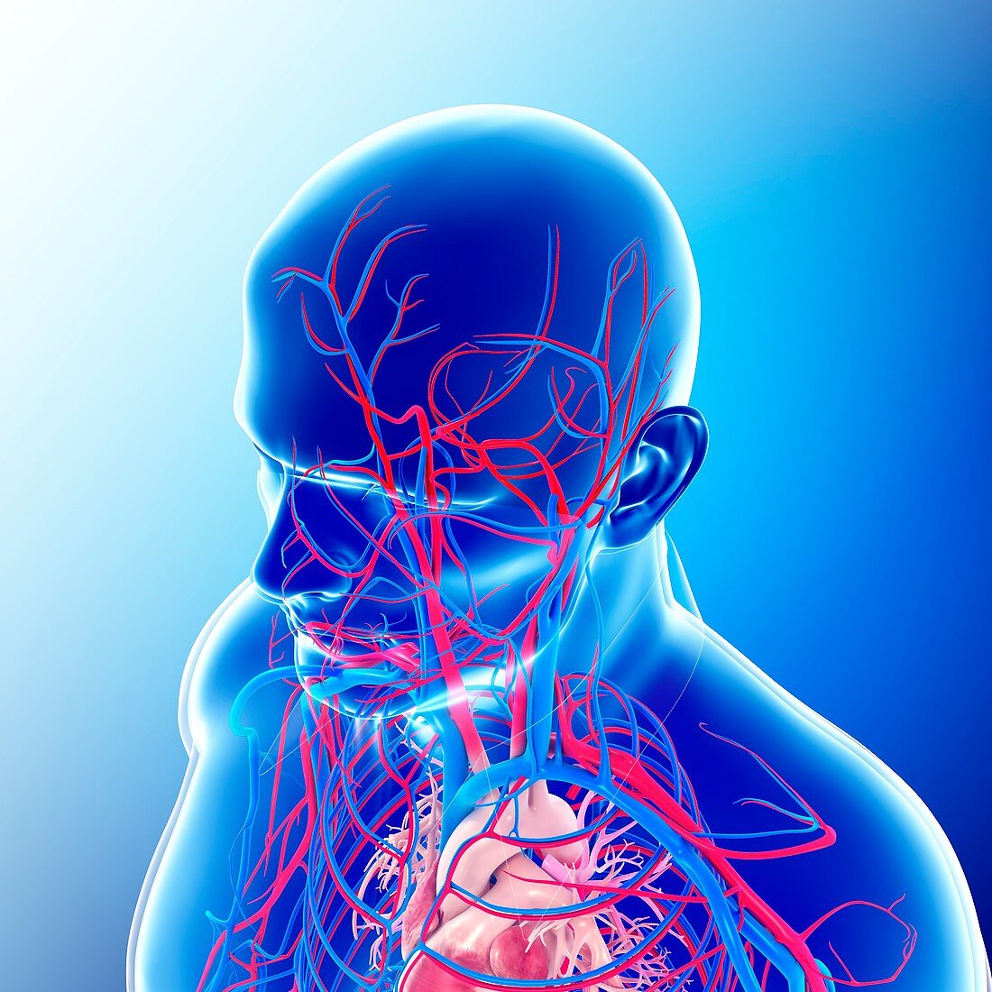 Male head and chest blood vessels