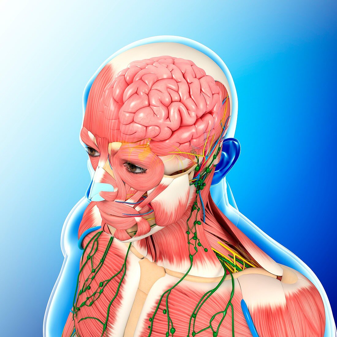 Male head and chest anatomy