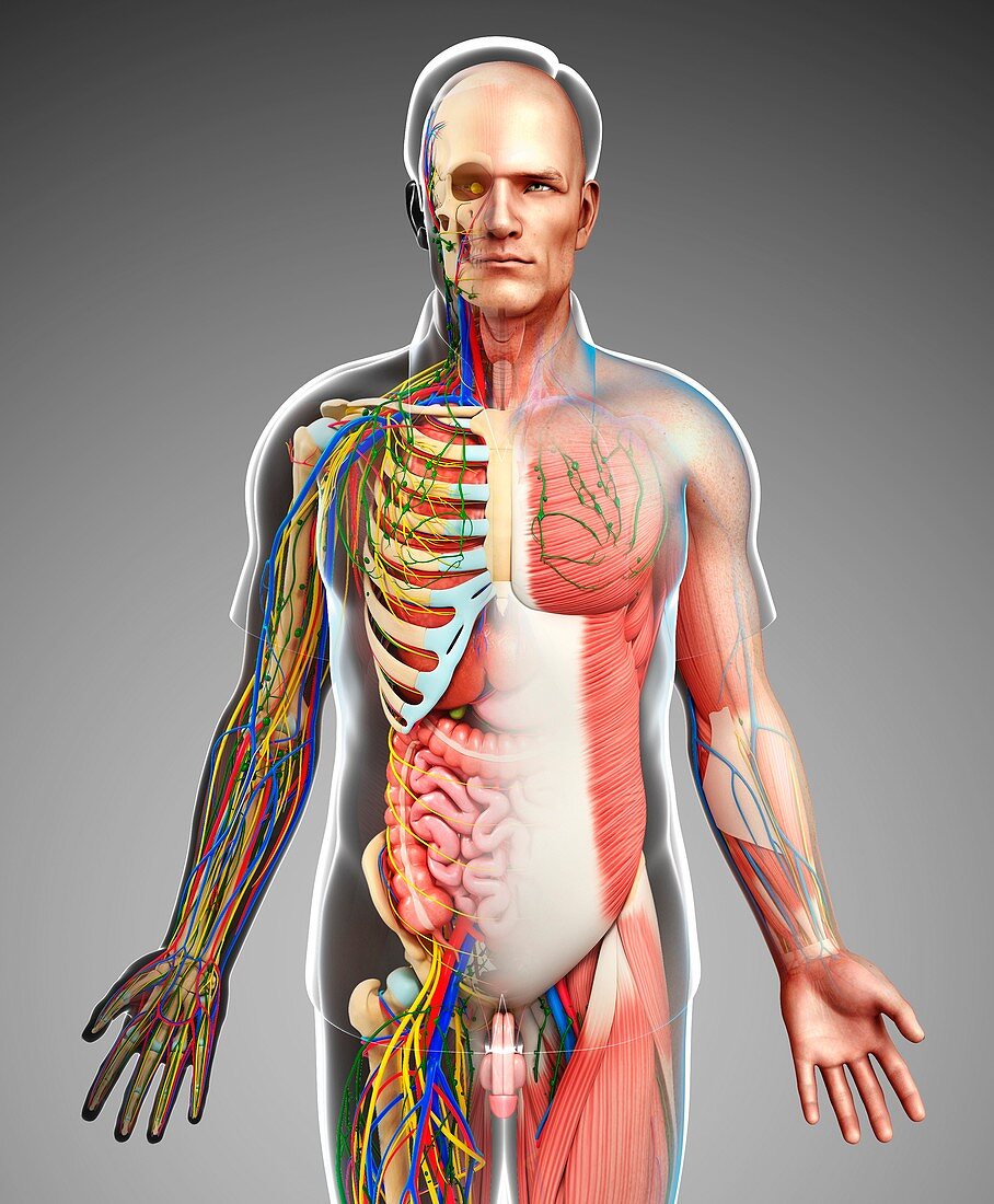 Male anatomy,illustration