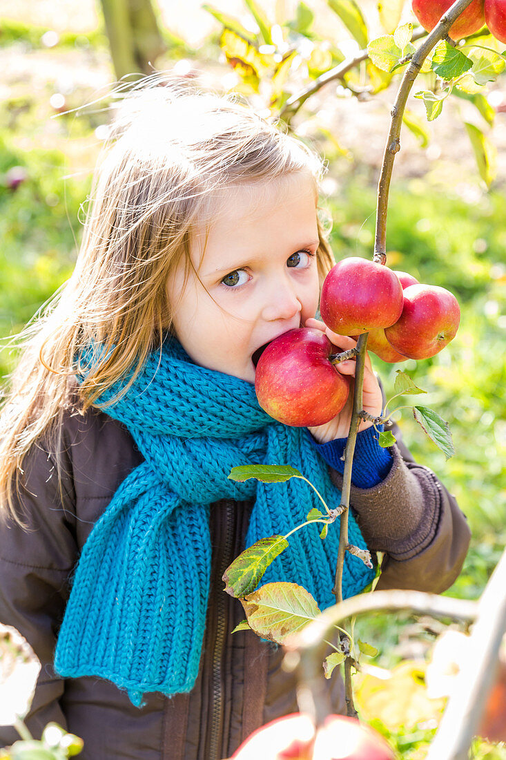 Girl picking apples