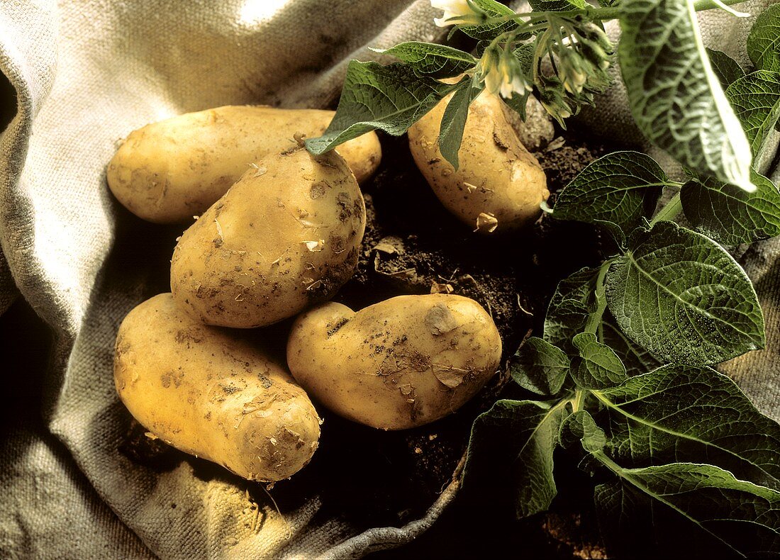 Kartoffeln & Kartoffelpflanze