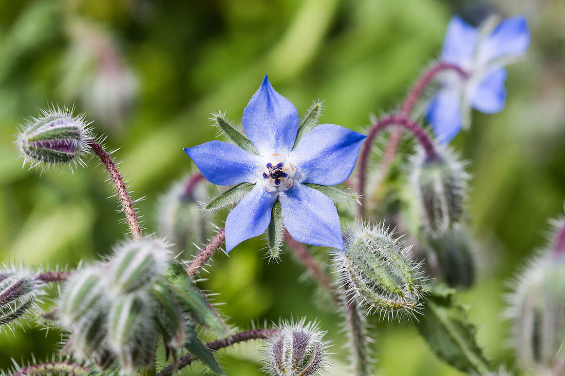 Borage (Borago officinalis)