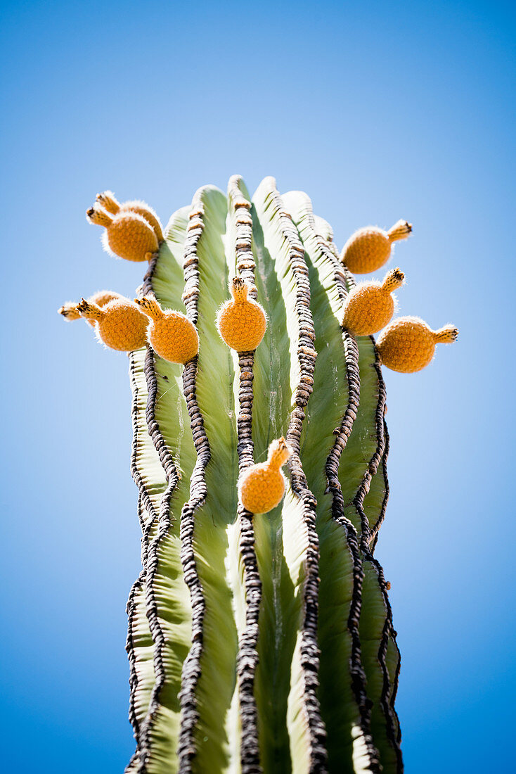 Cardon, cactus in the desert, Mexico