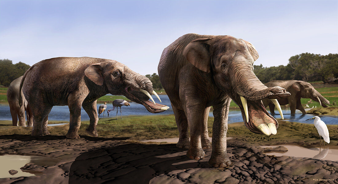 Amebelodon prehistoric mammal, illustration