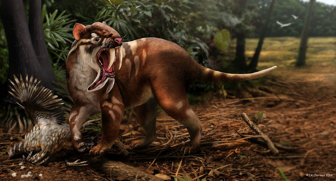 Prehistoric sabre-toothed marsupial, illustration