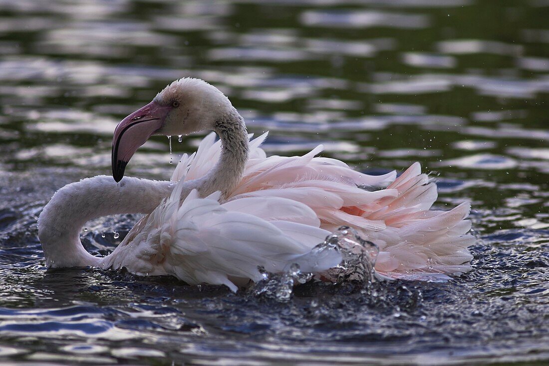 Flamingo splashing