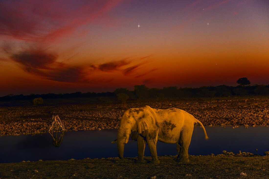 Planetary conjunction and an elephant, Namibia