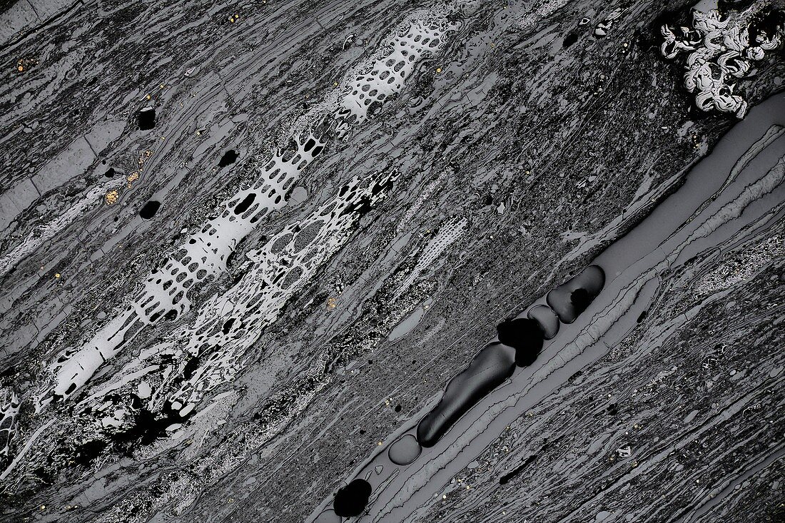 Bituminous coal, light micrograph