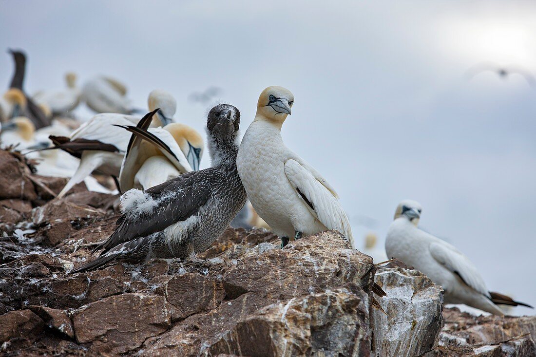 Northern gannet colony, Bass rock, Scotland