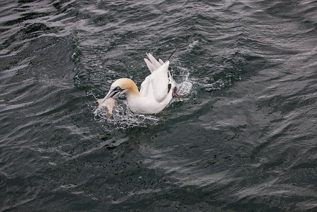 Northern gannet fishing, Scotland