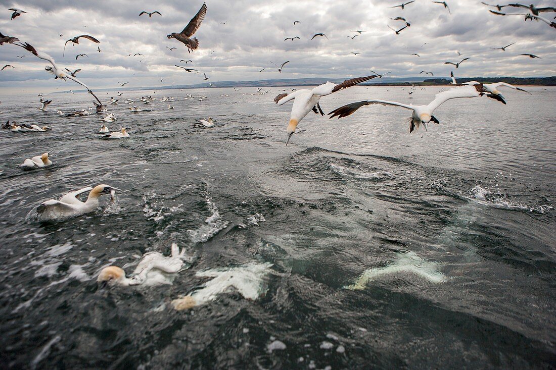 Gannets and gulls fishing, Scotland