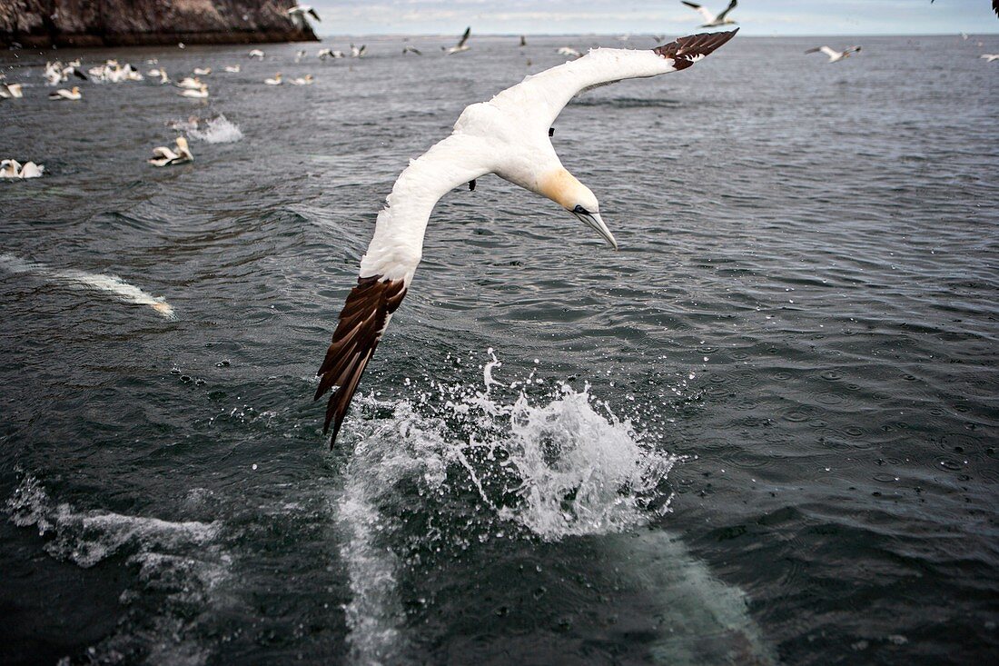 Northern gannet fishing, Scotland