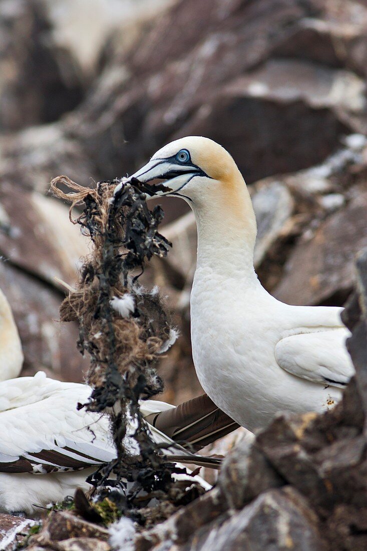 Northern gannet nesting, Bass rock, Scotland