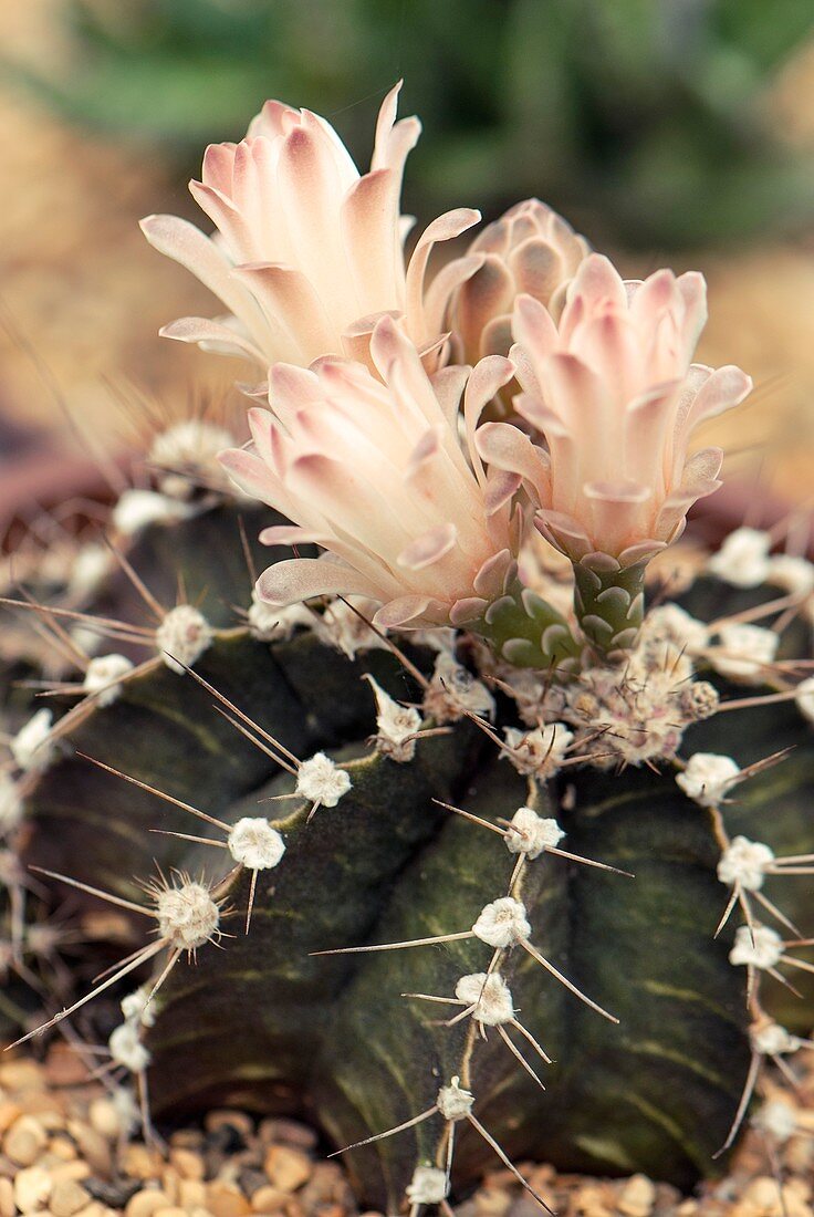 Gymnocalycium stenopleurum cactus