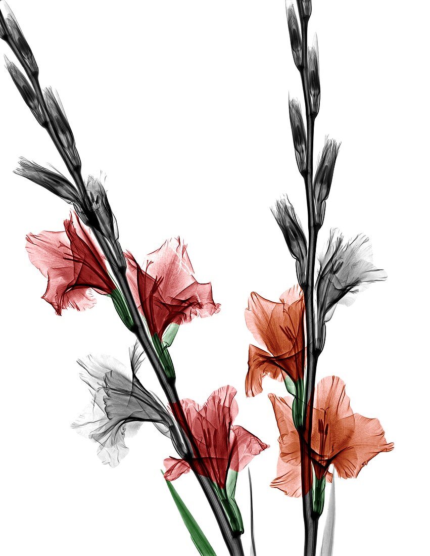 Gladiolus flowers, X-ray