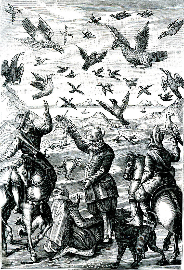 19th Century falcon hunting, illustration