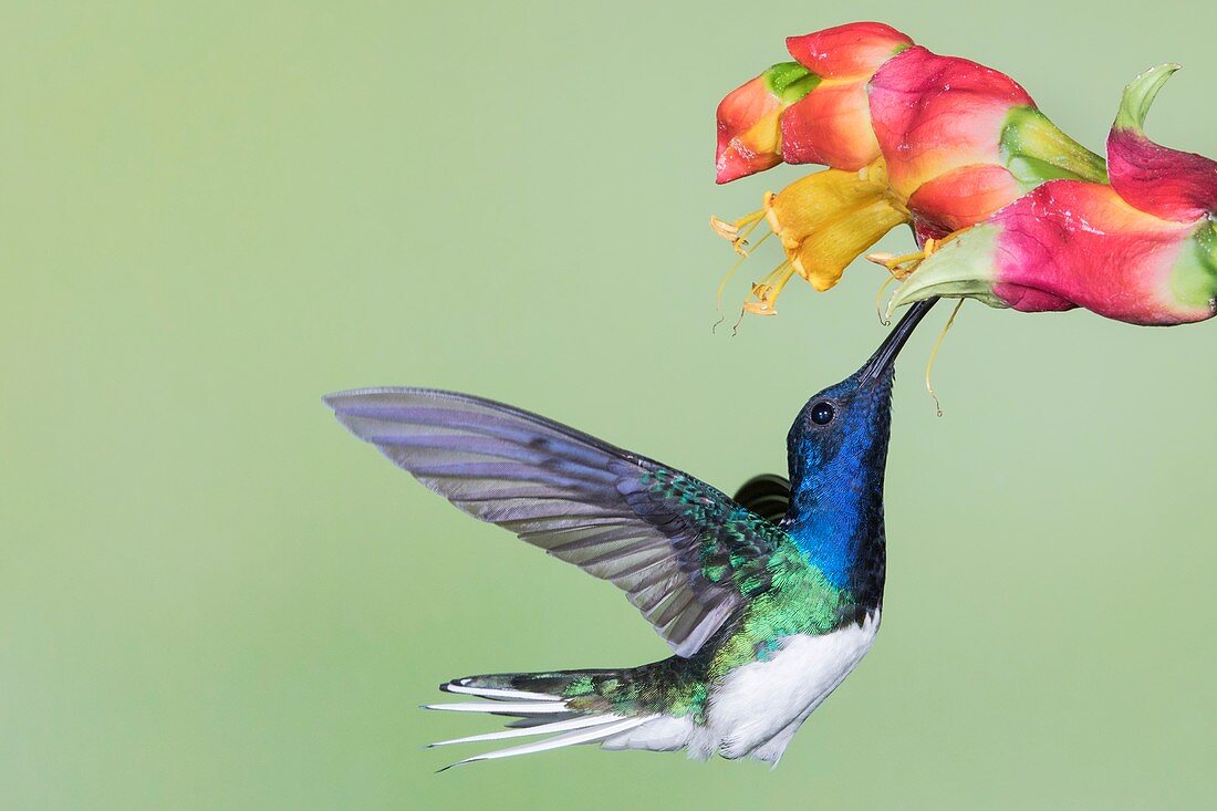 White-necked jacobin hummingbird