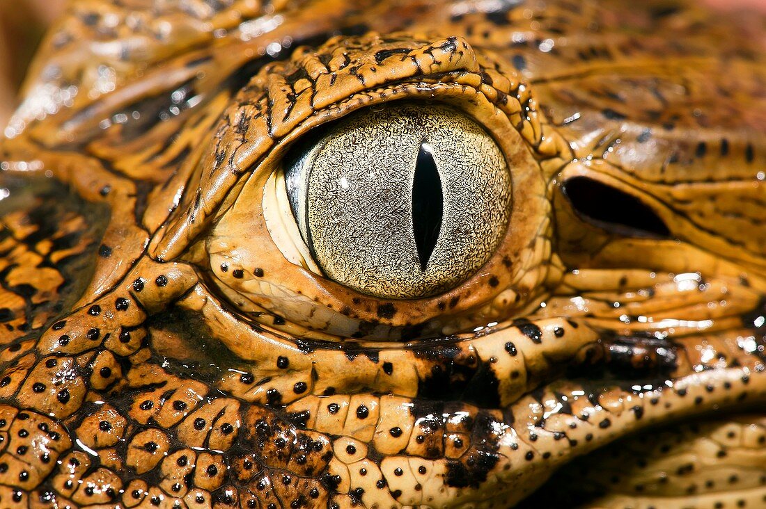 Broad-snouted caiman's eye
