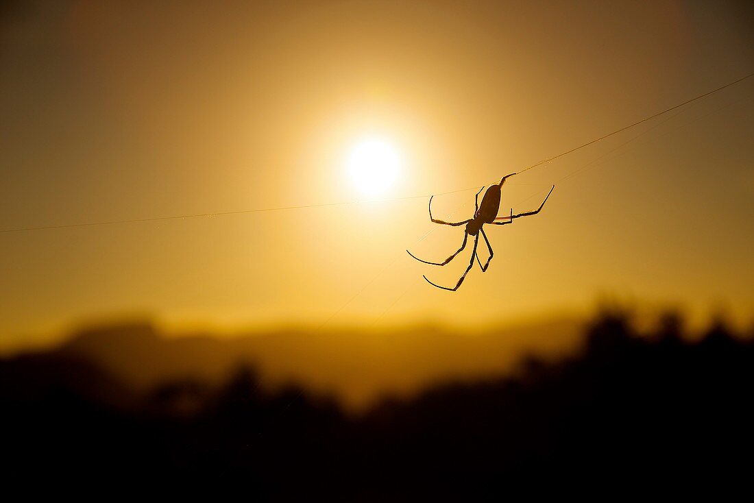 Silhouetted spider