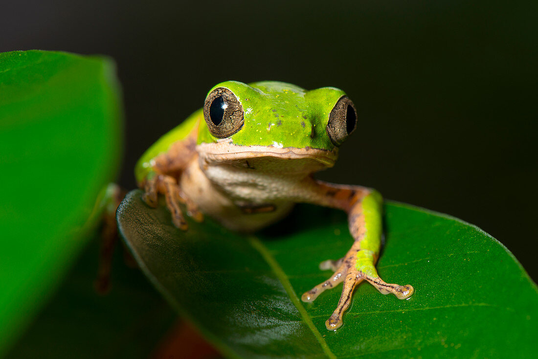 Orange-Legged leaf frog