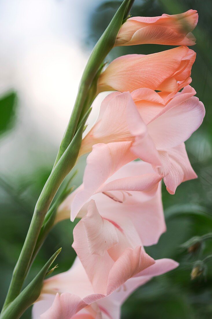 Gladiolus flowers