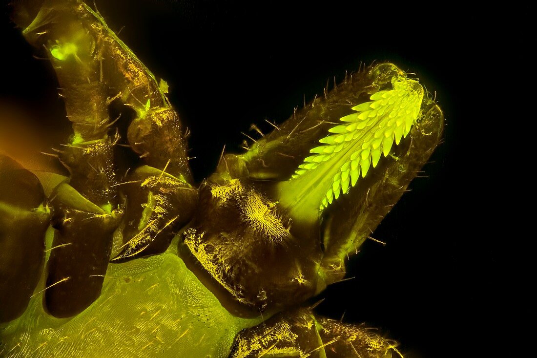 Tick head, light micrograph