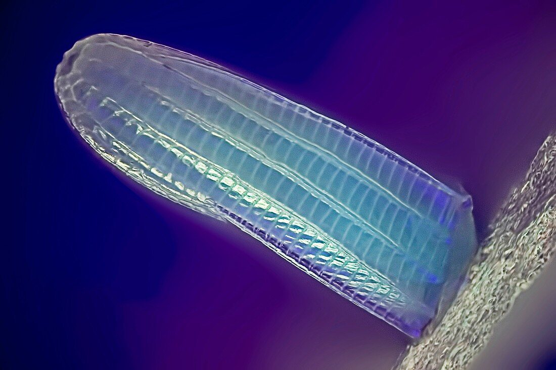Butterfly egg, fluorescence light micrograph