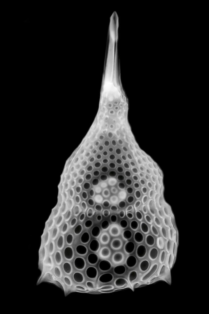 Radiolarian, light micrograph