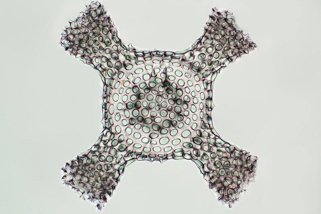 Radiolarian, light micrograph