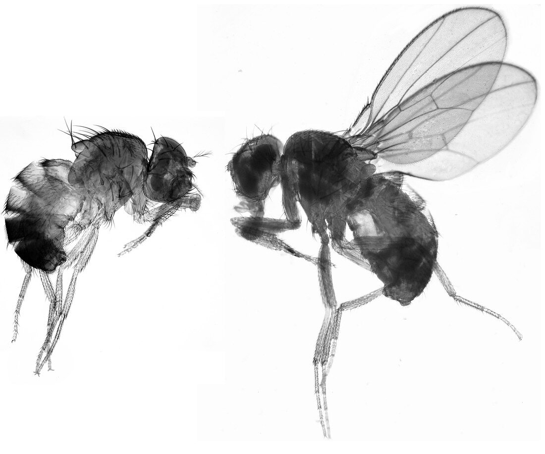 Normal and mutant fruit fly, LM