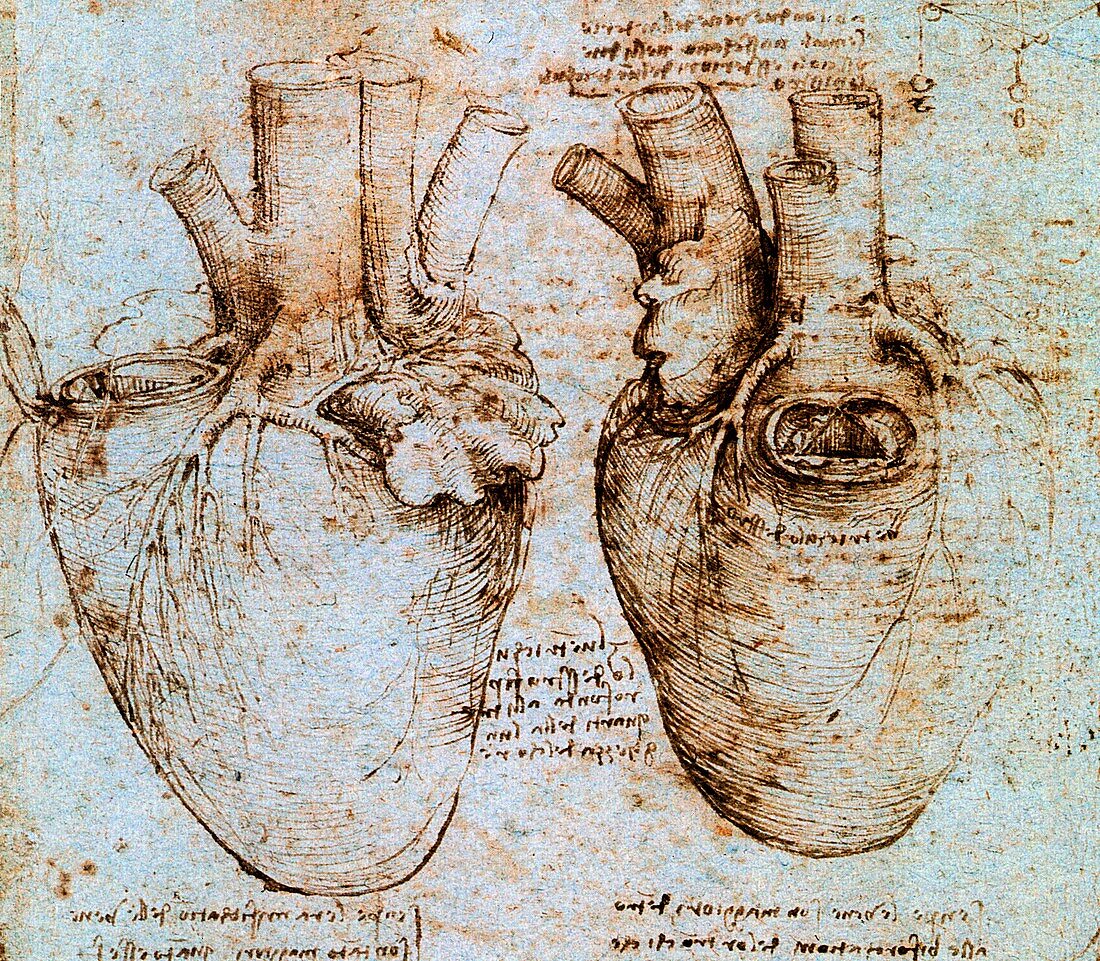 Anatomy of the Heart of an Ox