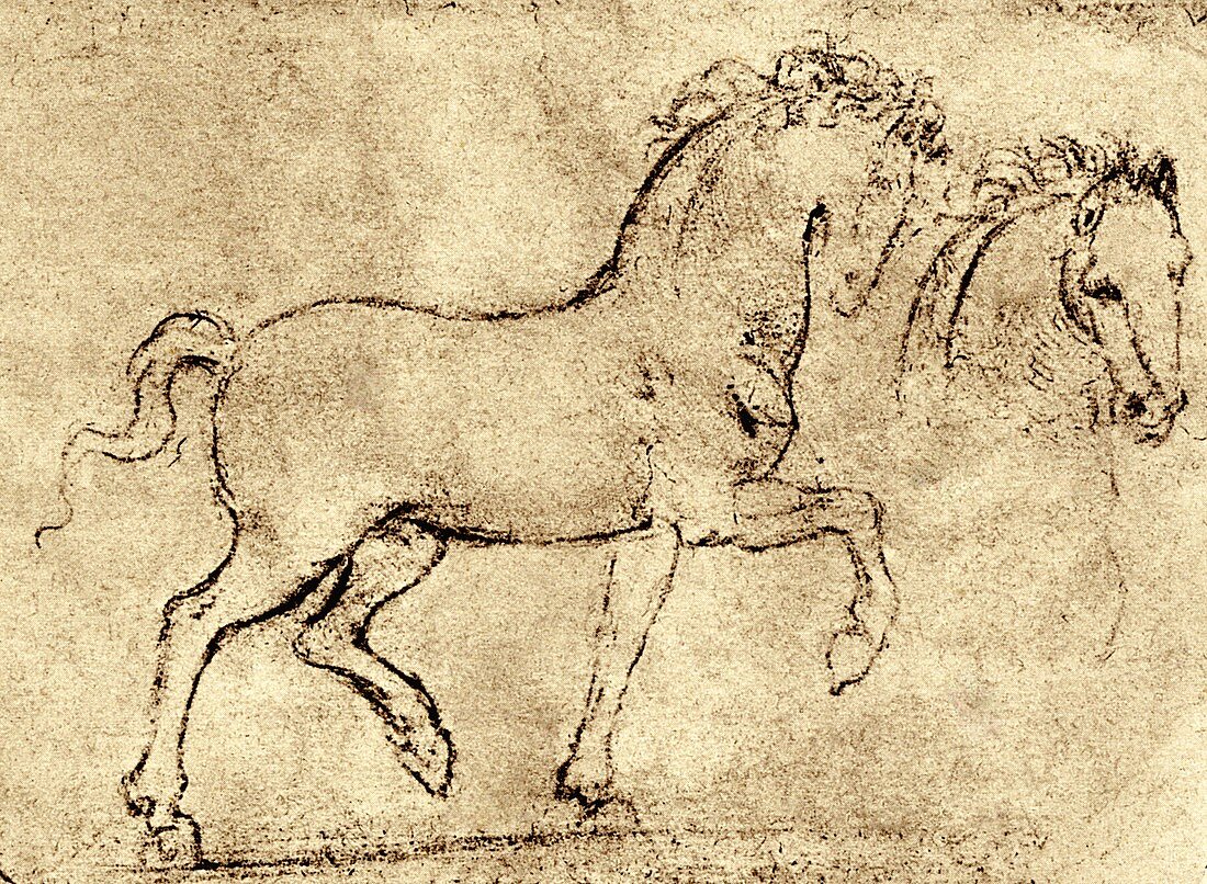 Study of a Horse and Horse's Head