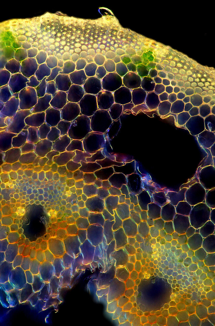Horsetail (Equisetum sp.) stalk, light micrograph