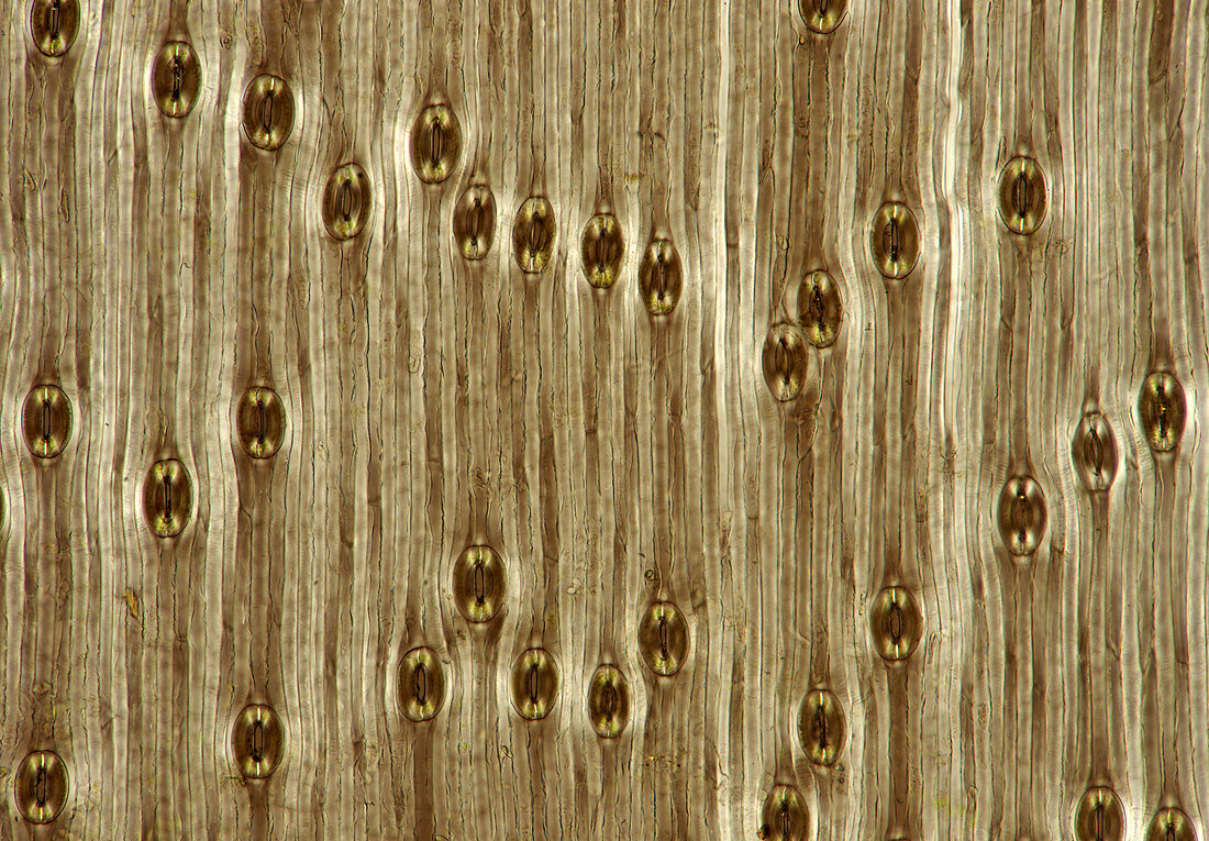 Squill (Scilla sp.) stomata, light micrograph