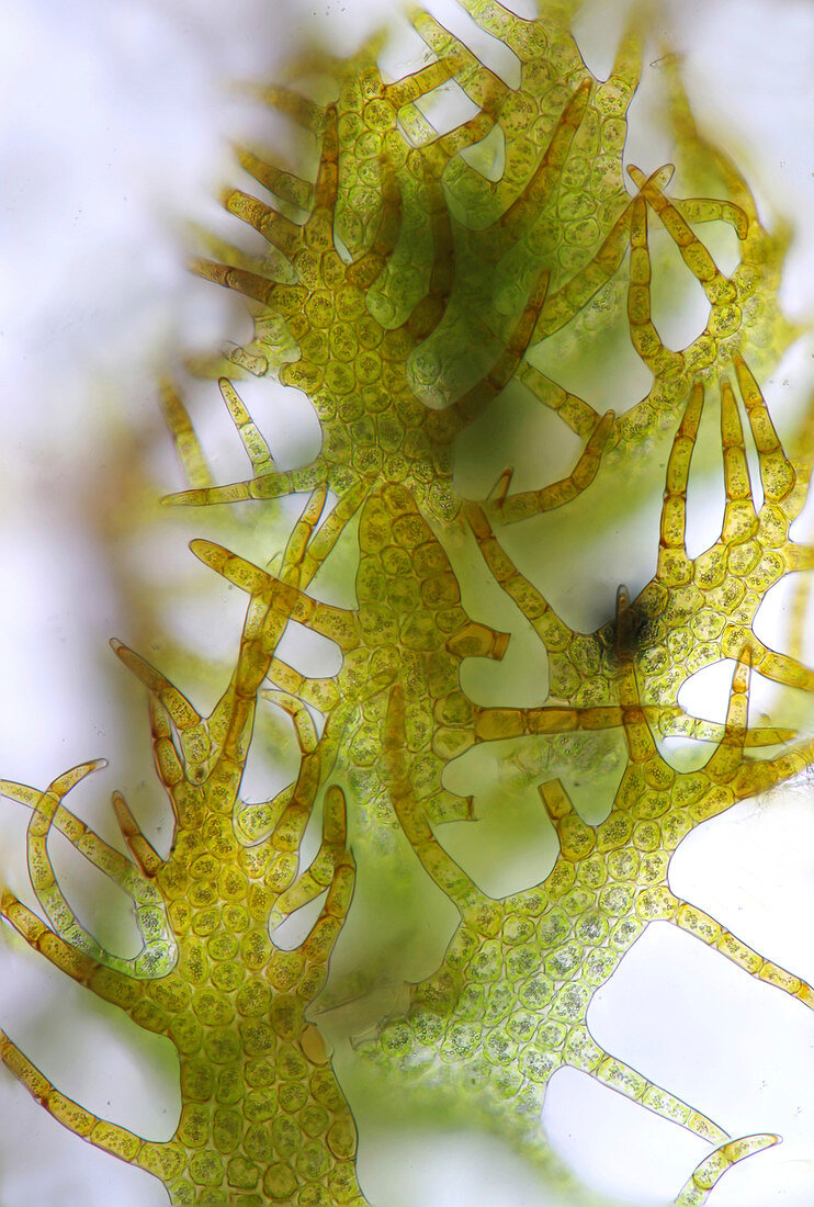 Marchantiophyte plant, light micrograph