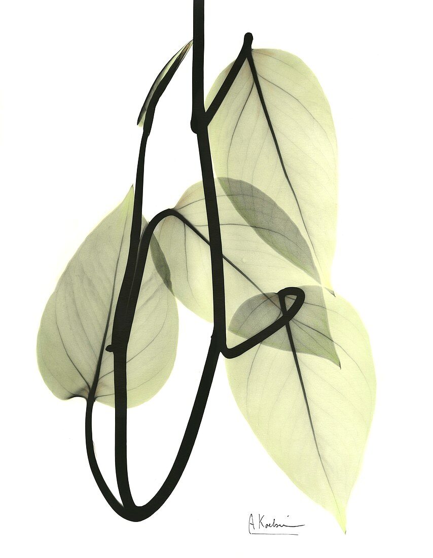 Pothos leaves, X-ray